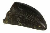 Serrated, Tyrannosaur Tooth Tip - Two Medicine Formation #145021-1